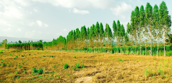 Fatores que contribuem com a degradação do solo na agricultura